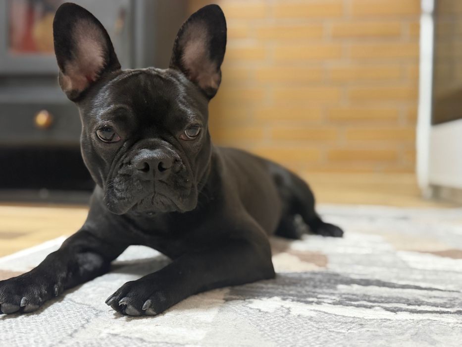 Френски булдог - женско