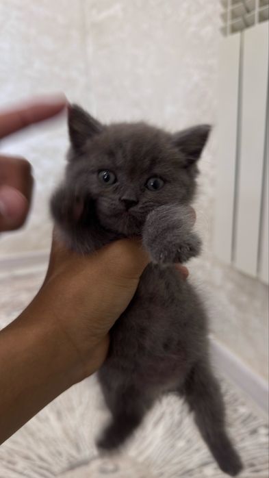 котенок британская короткошёрстная
