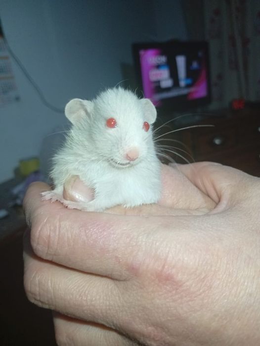 Хамеки животное .