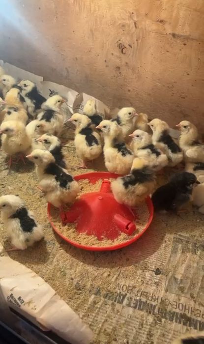 Австралорп мраморный цыплята