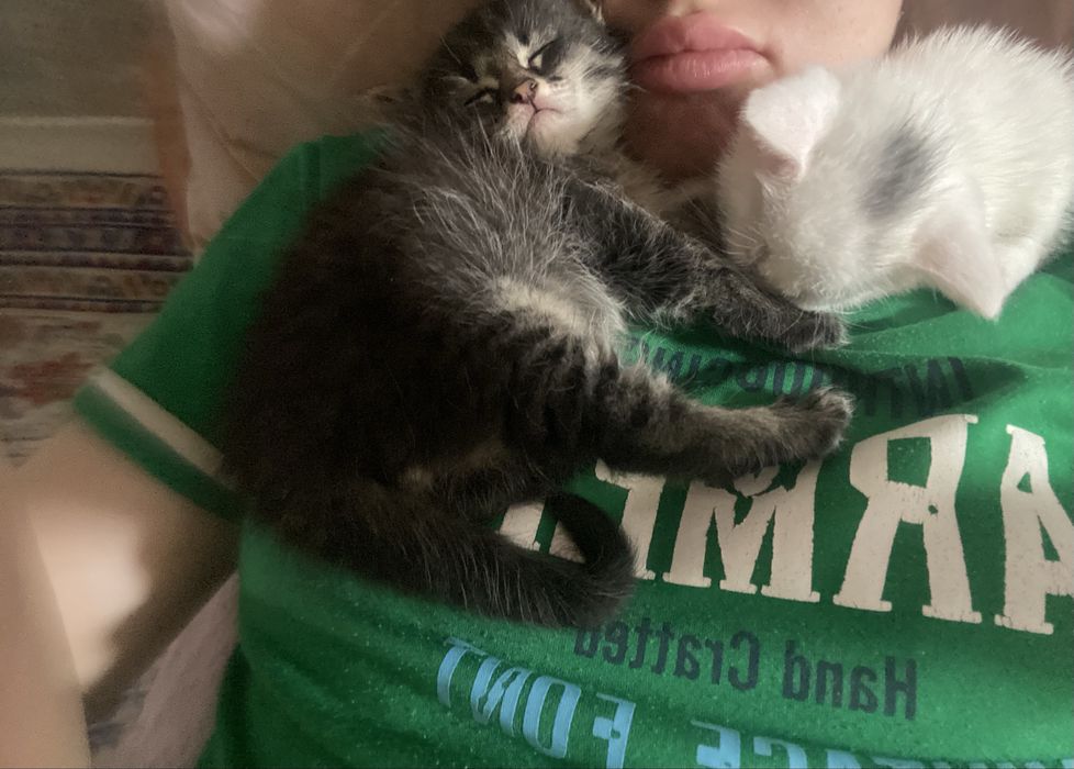 Котят в добрые руки