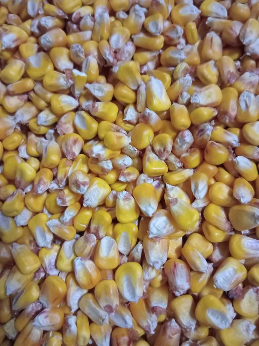 Porumb de vânzare 2025