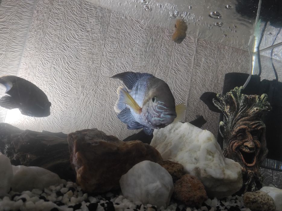 Продам аквариум 60 литров