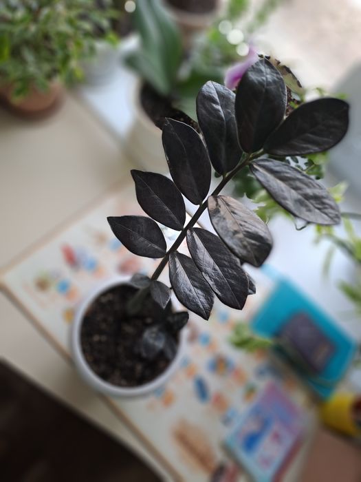 Шикарные цветы от 1000 тнг