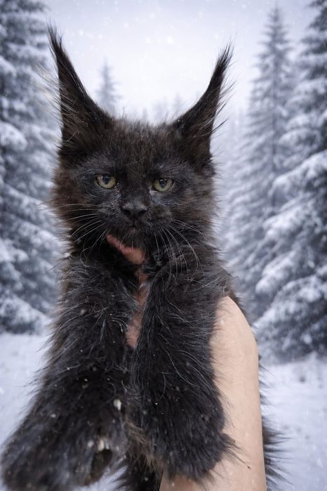 Роскошные Котята Мейн-кун в Рассрочку