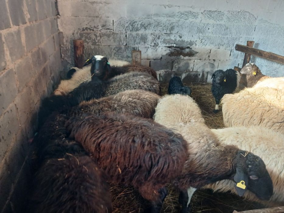 Продам баран 17голов