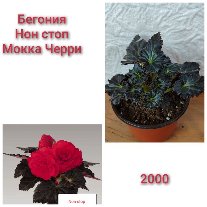 Бегония Нон стоп ,подрощенные растения