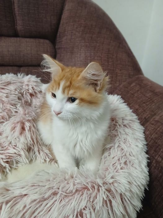 Ангорско коте - мъжко, на 3 месеца