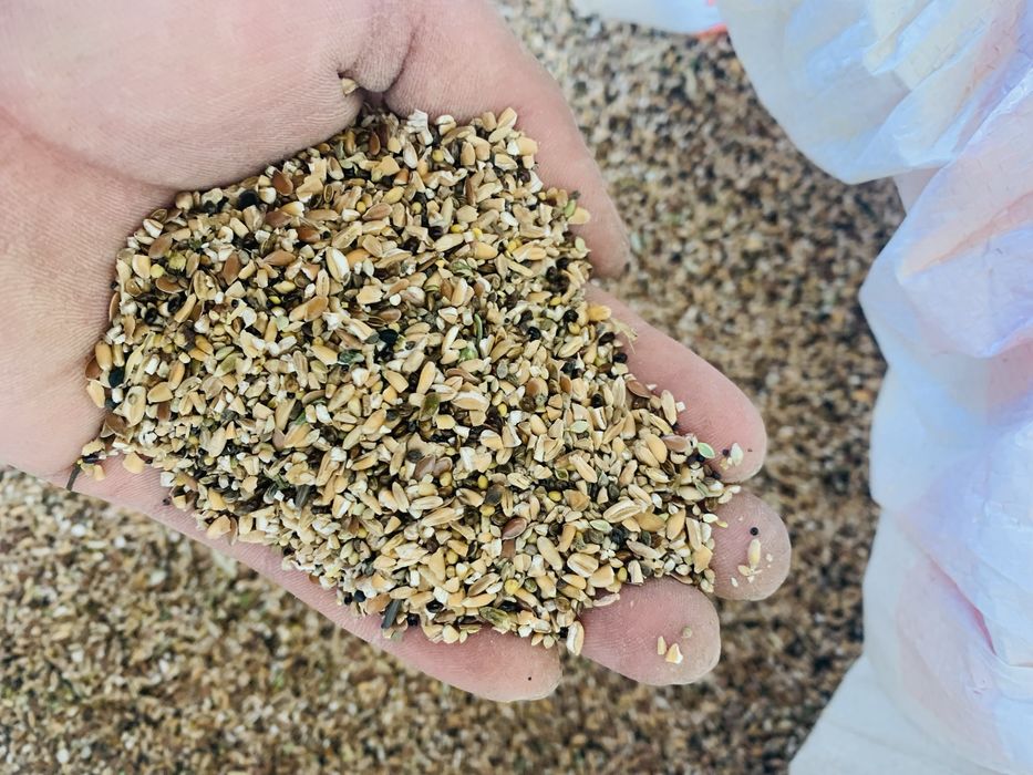 Yem mahsulot qozoqiston bugdoy sechka