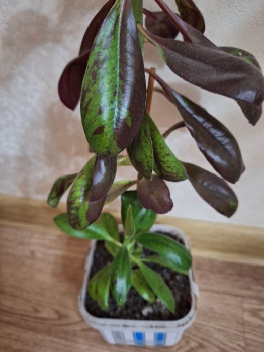 Синадениум.  синадениум