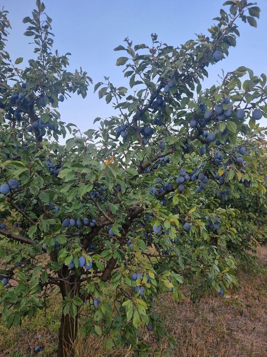 Prune de țuică și masa