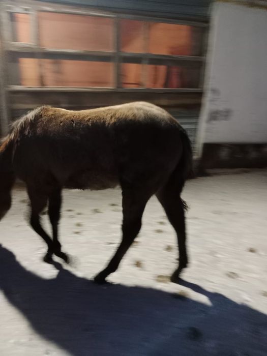 Продам лошадь жабагы