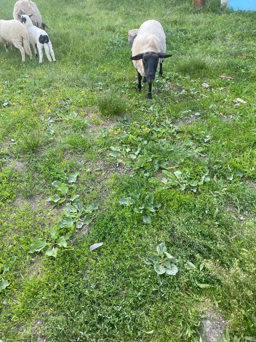 Vând 5 oi si 4 miei(3 oi țurcane și 2 sufolk) (0728051833)