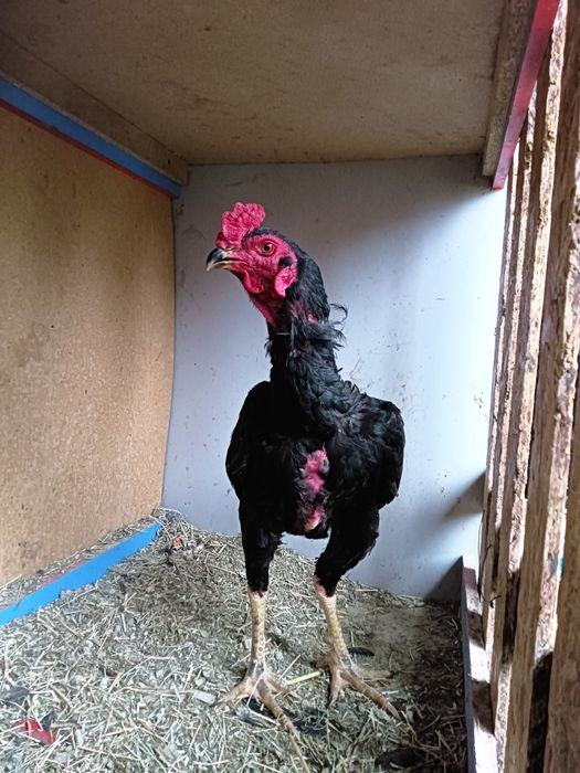 Дакан кораз кораз