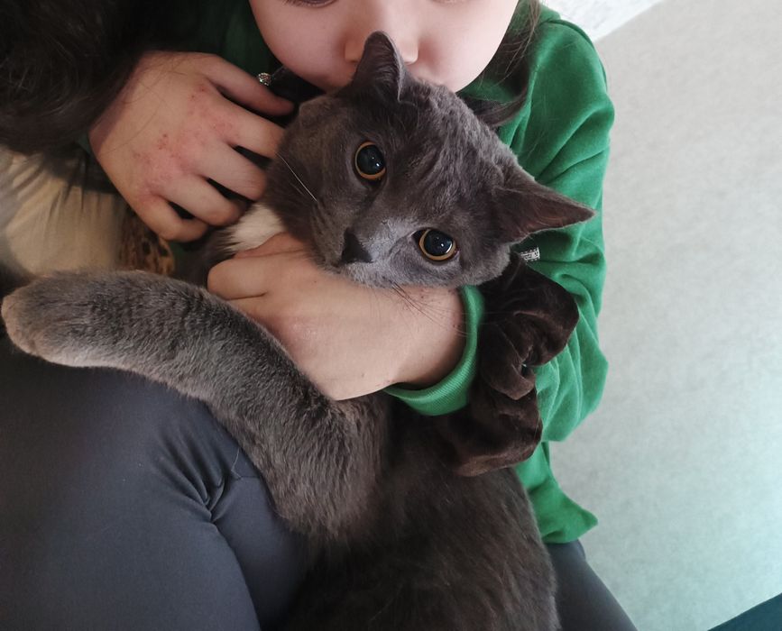 Отдам кота в хорошие руки