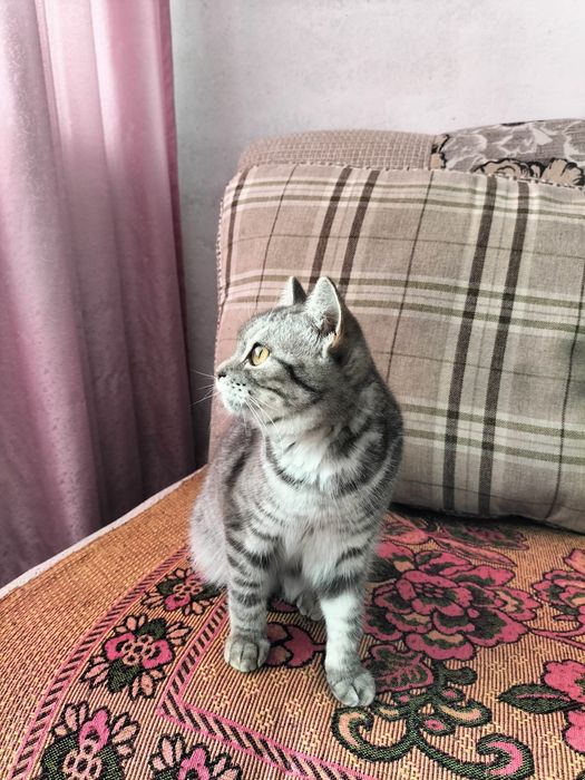 Подарю Котёнка (девочка)