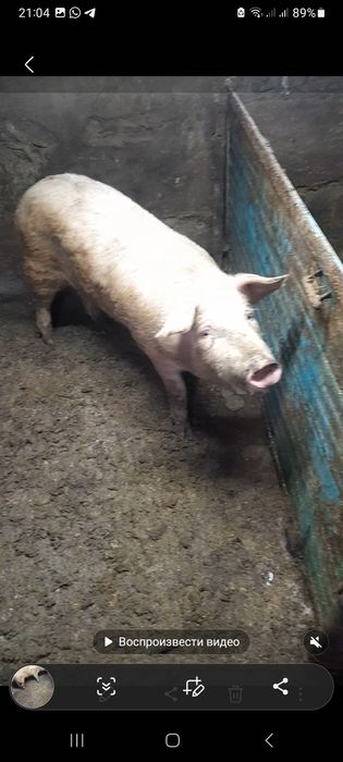 Кабан 7 месяцев продам