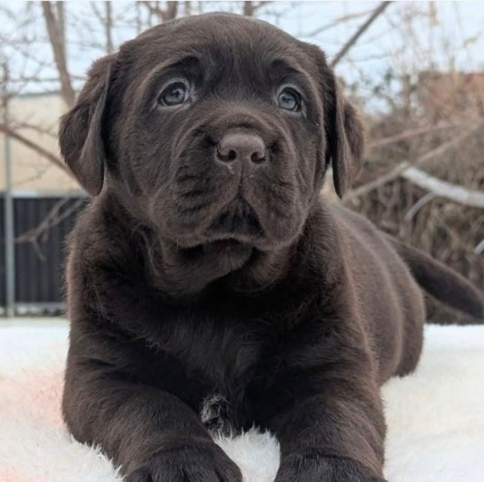 Шоколадные Лабрадорчики