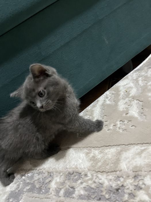 котенок британец