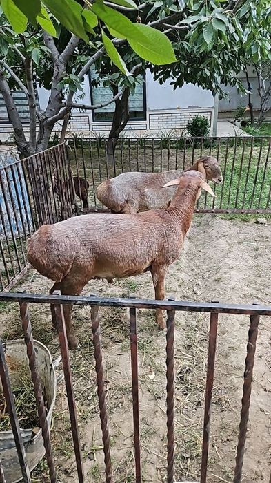 Куйлар сотилади хархил
