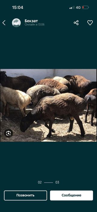 Кой кошкар токты баран