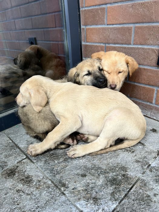 Щенки в добрые руки