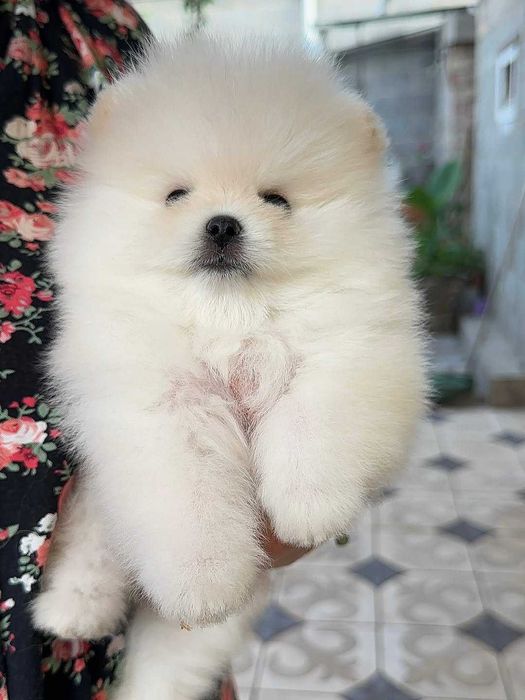 Мини померани мъжки и женски