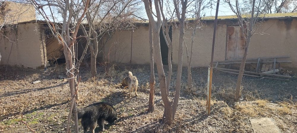 Дача  в обществе Восход