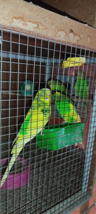 Тути куш сотилади