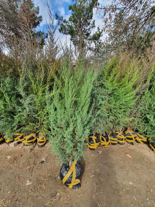 Арча маржвеник archa  marjvenik