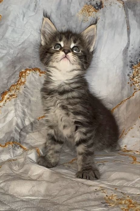 Продаются мейн куны из питомника