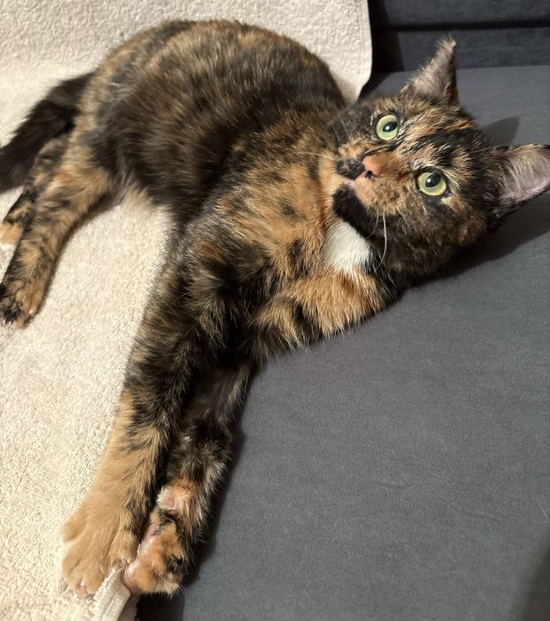 Красавица с необычным окрасом ищет дом