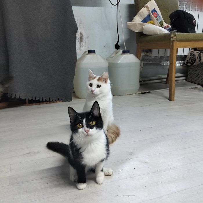 Чудо котятки красавчики