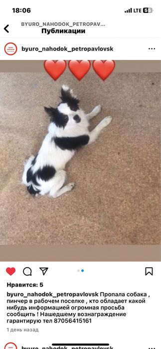 Пропала собака ,, кобель, потерялась