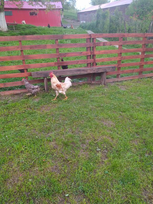 Vând cocosi diferite culori