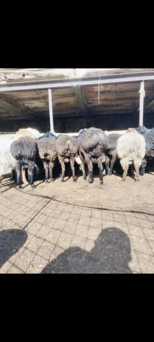 Қой сатылады. Бараны