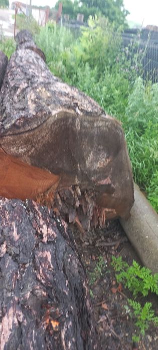 Bustean LARICE  de vanzare