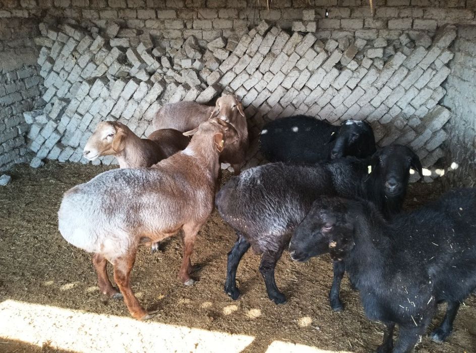 Qo'chqor va qo'zi qo'chqorlar sotiladi tirik vazn 70,000-75,000 so'm