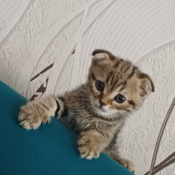 шотландские котята