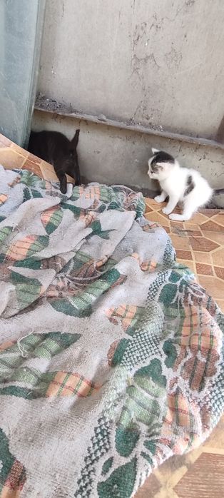 Отдам котят красивых
