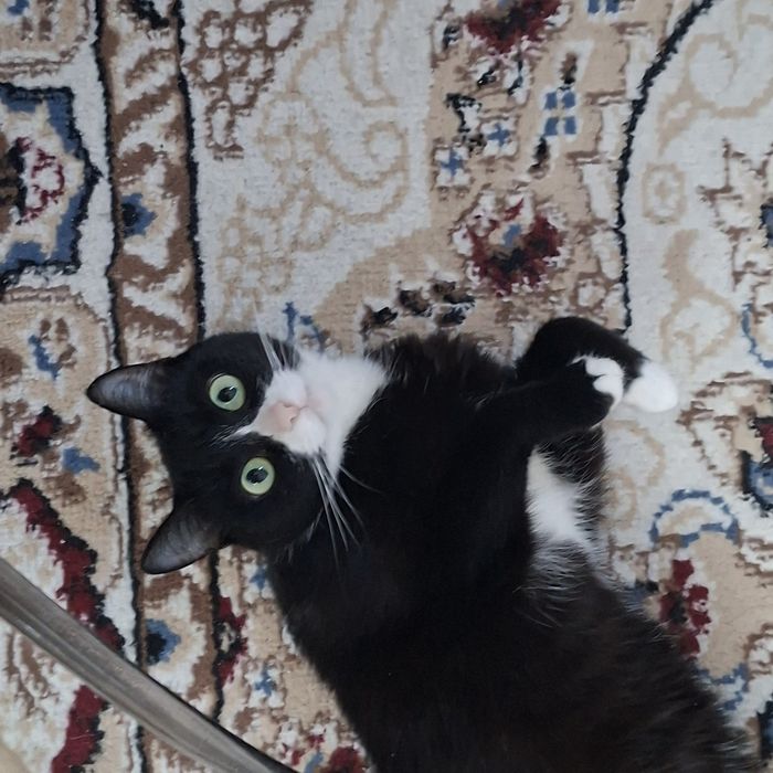 Продам кошку в добрые руки