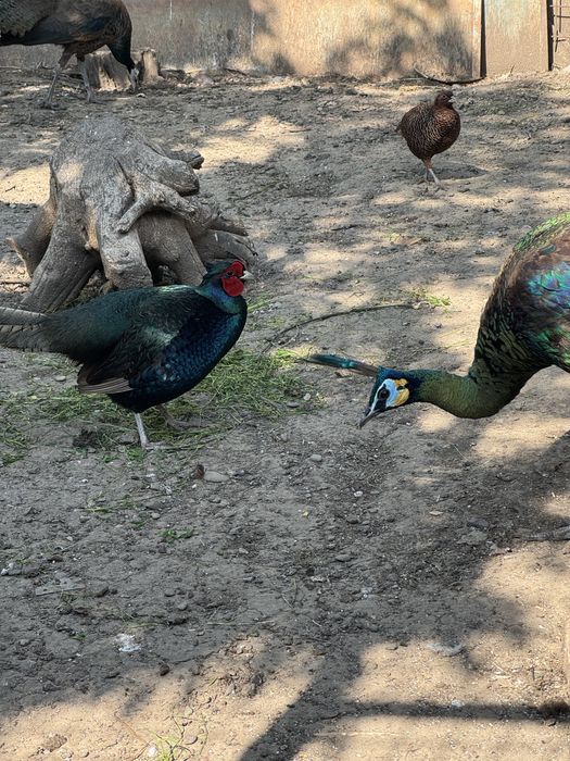 Pauni  varietati multiple