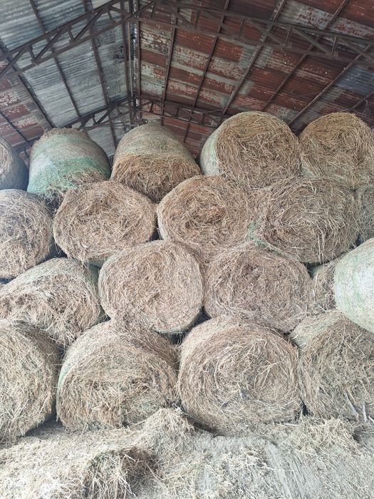 Vindem baloti rotunzi de lucernă!