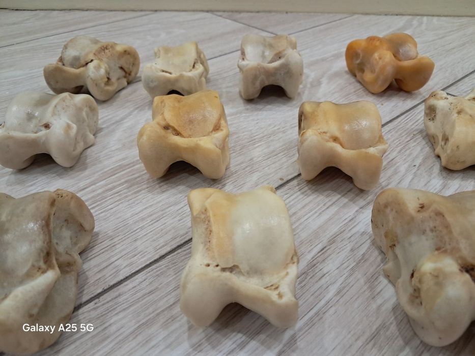 Асыки бараньи и жеребят продам.