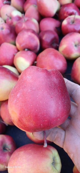 Mere de vânzare Calitate superioară