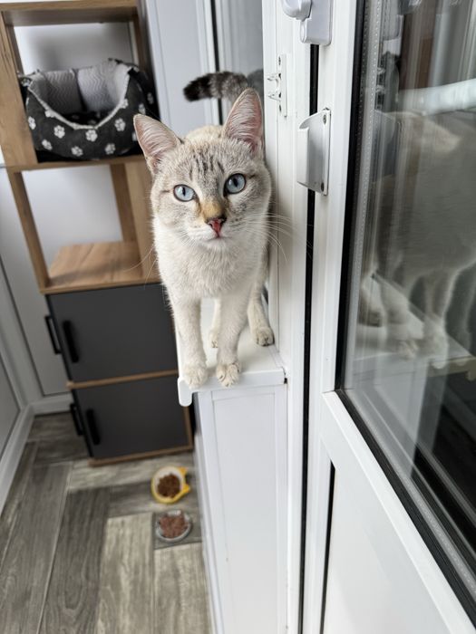 Ищу дом кошечке в доьпые руки