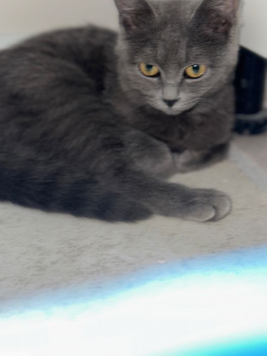 Кошка 6-7 месяцов