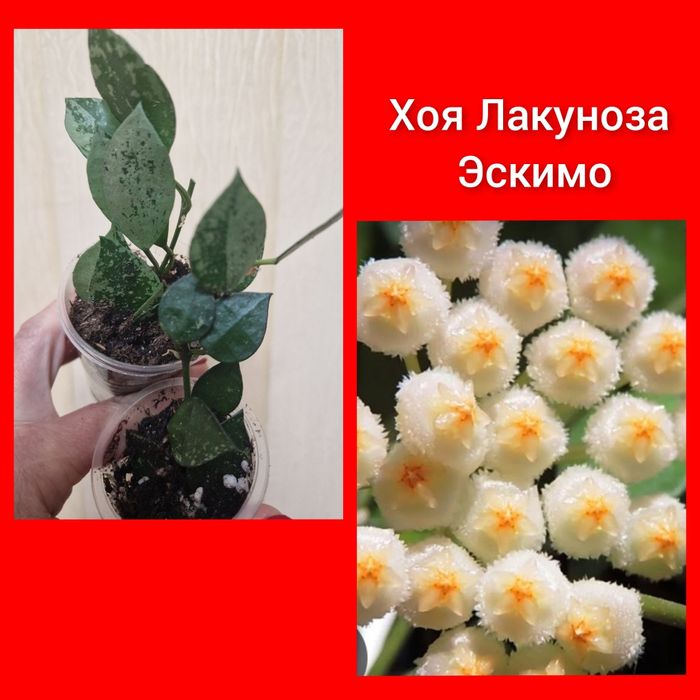 Хойя хоя хойки подарок