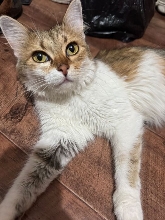 Кошка отдам бесплатно