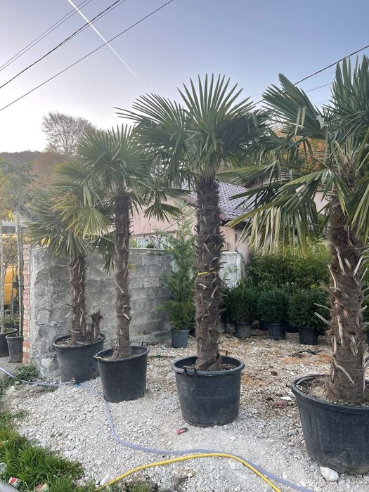 Vindem palmierii cycas, trachycarpus fortunei de calitate extra